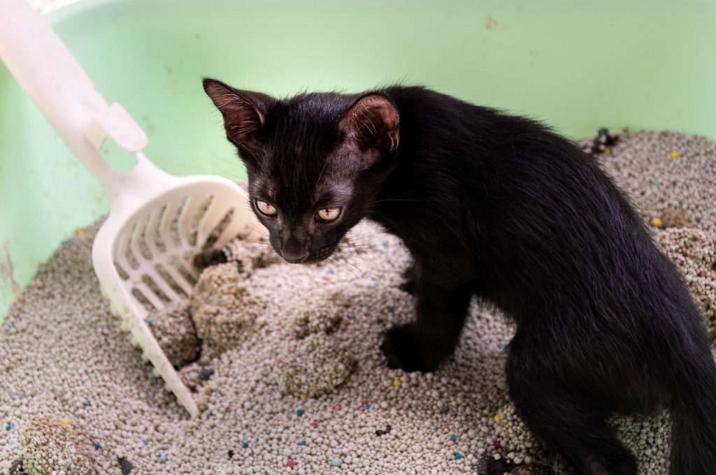 Creating a Positive Association with the Litter Box