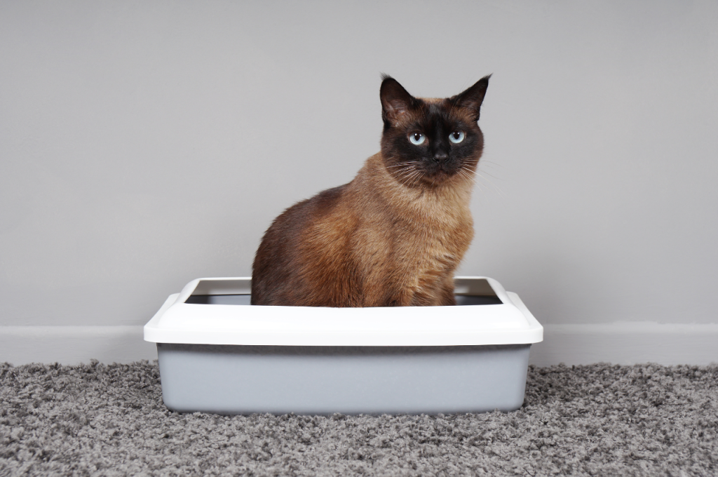 Understanding Your Cat