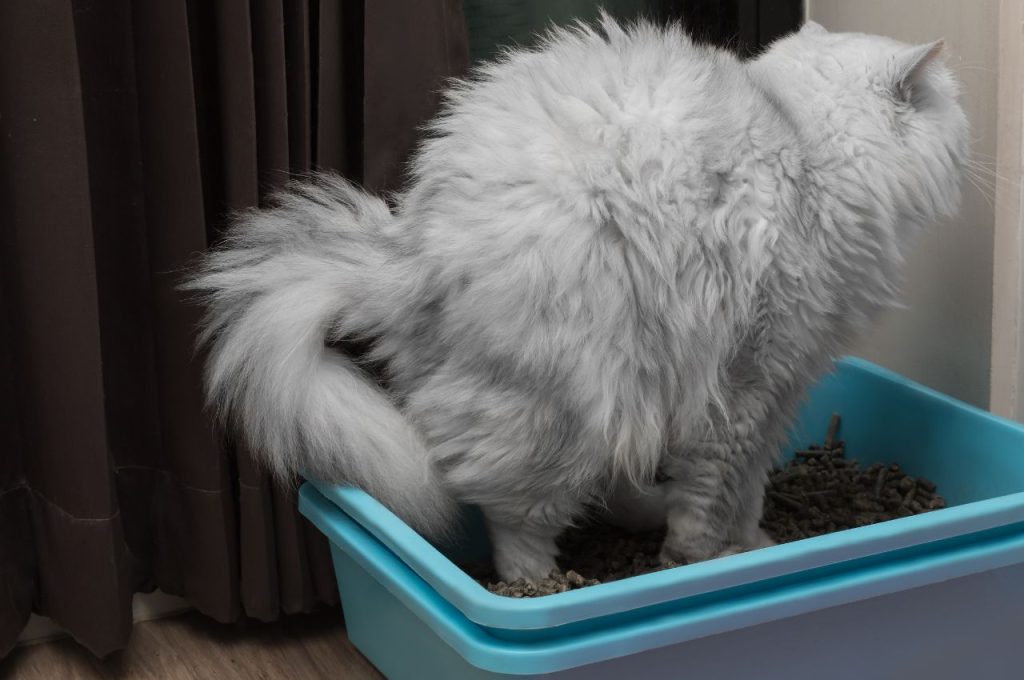 Digging or Playing in the Litter Box