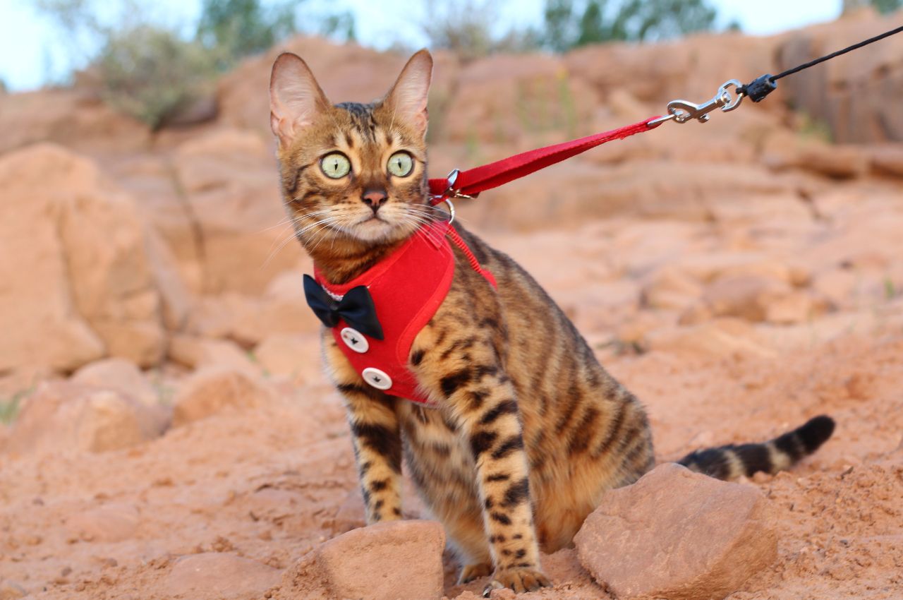 Leash training kittens