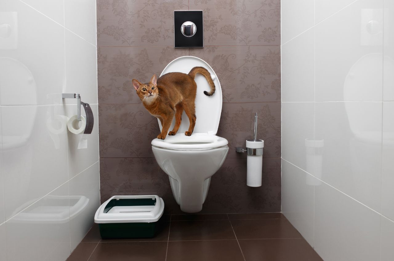 Toilet training for cats