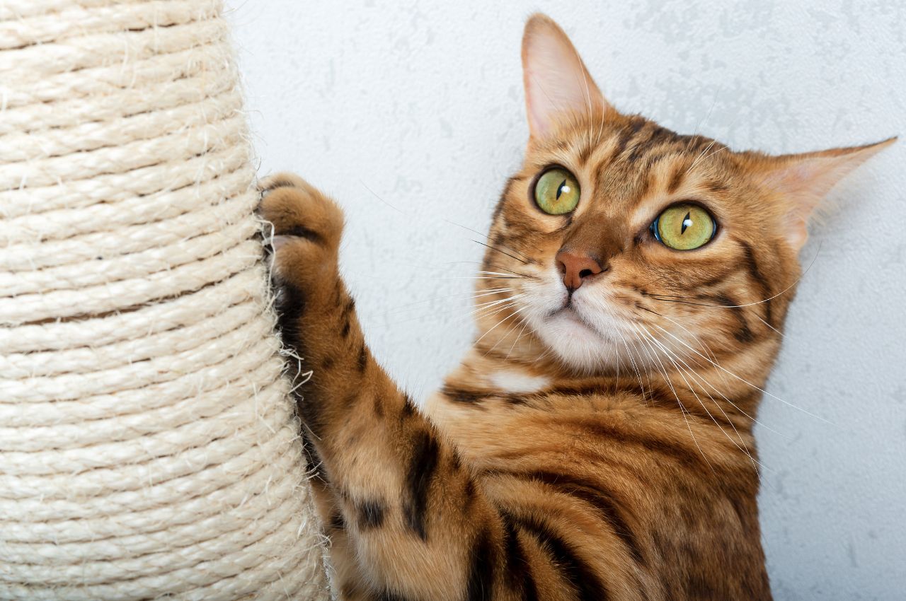 Preventing cat scratching
