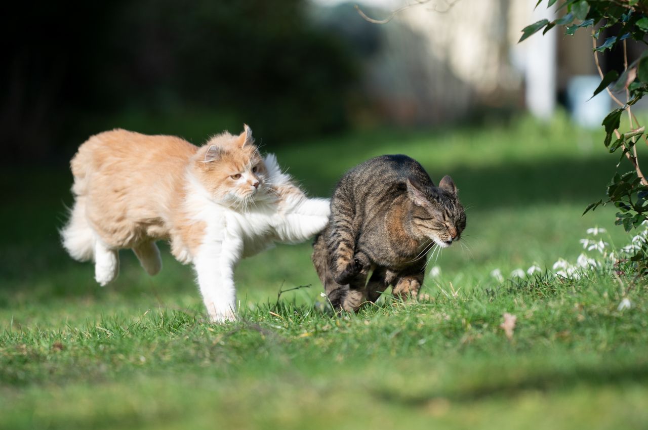 Encouraging positive interactions between cats
