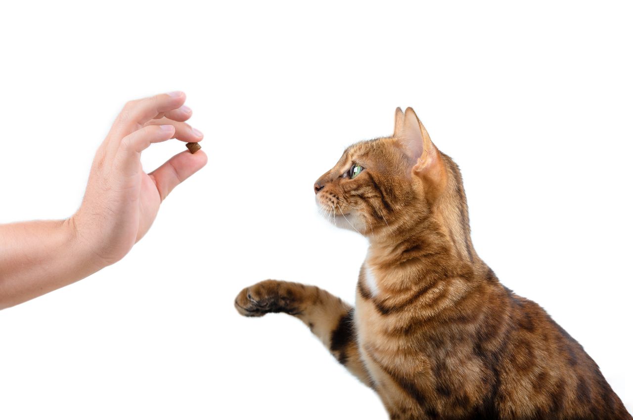 Feline training techniques for tricks
