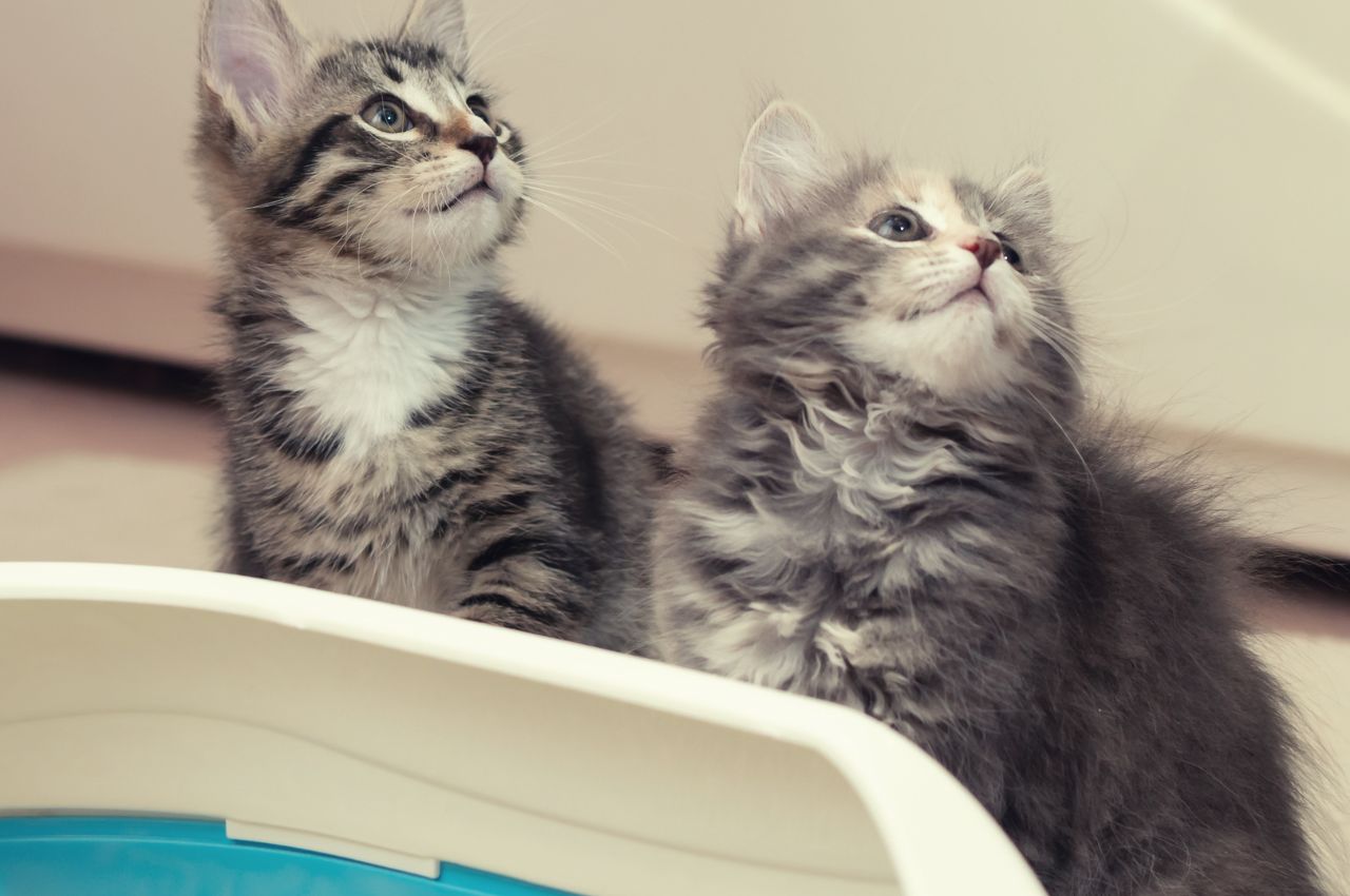 Positive reinforcement in cat training