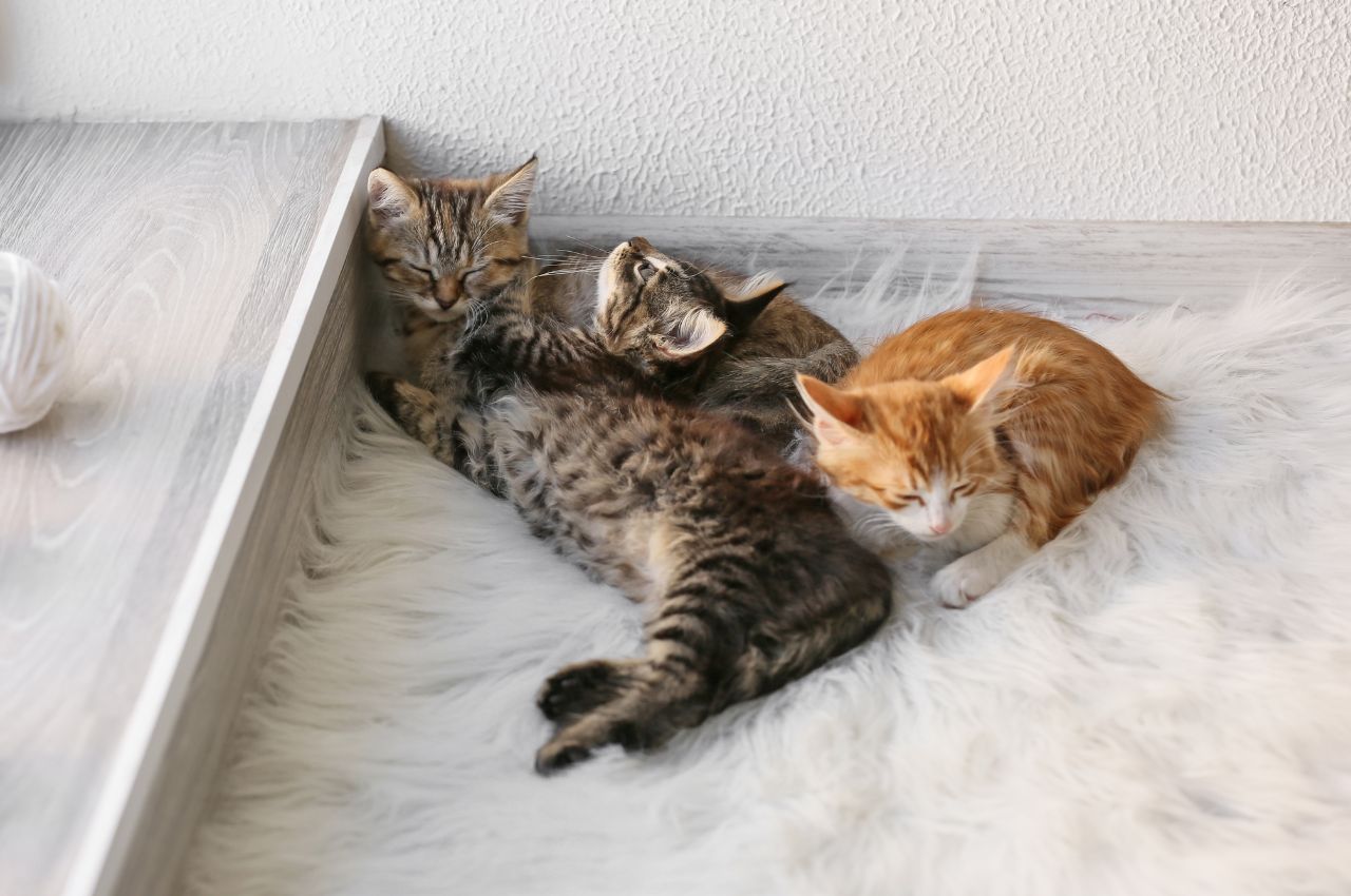 Preventing cat urine marking on clothing