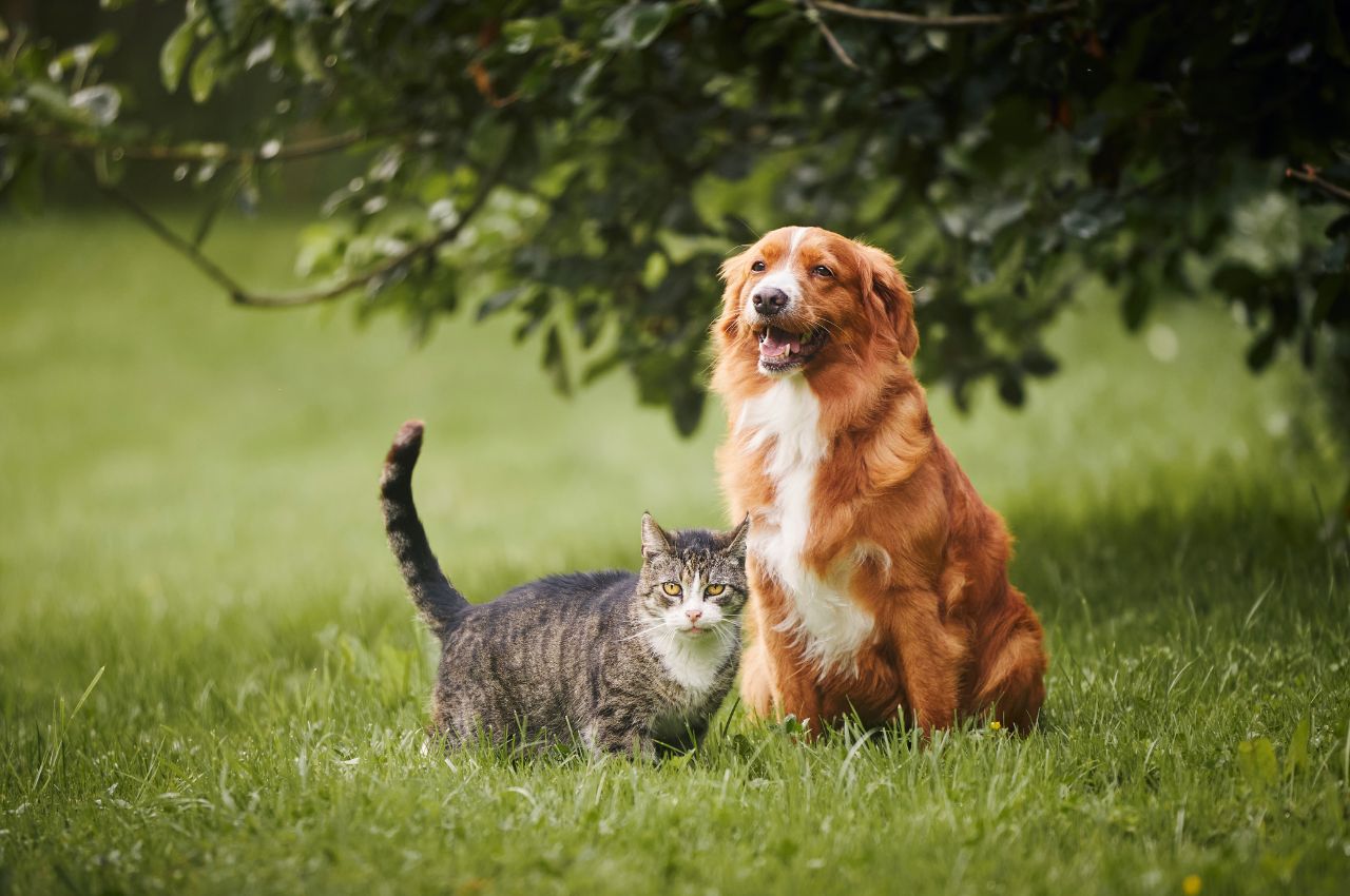 Establishing trust between cats and dogs