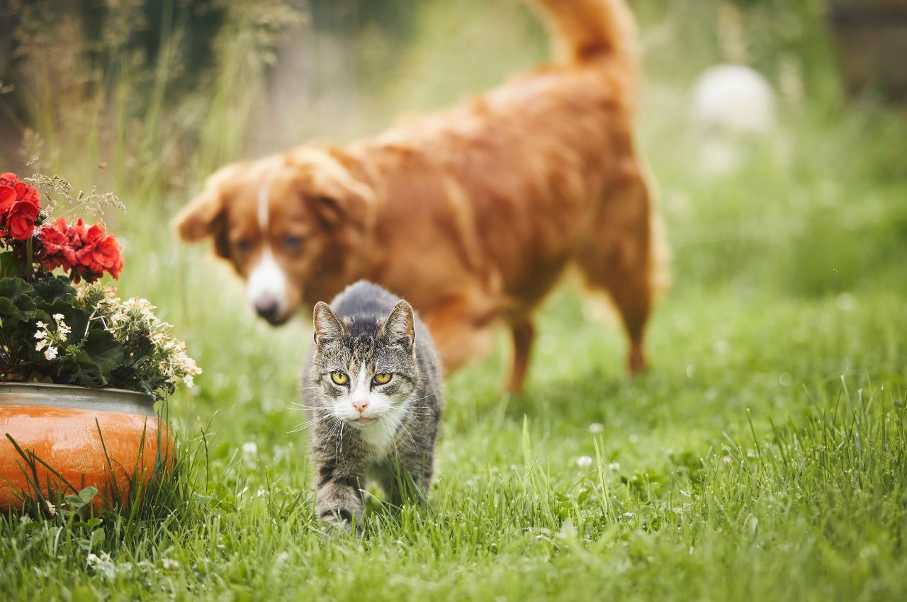 Managing dog-cat interactions