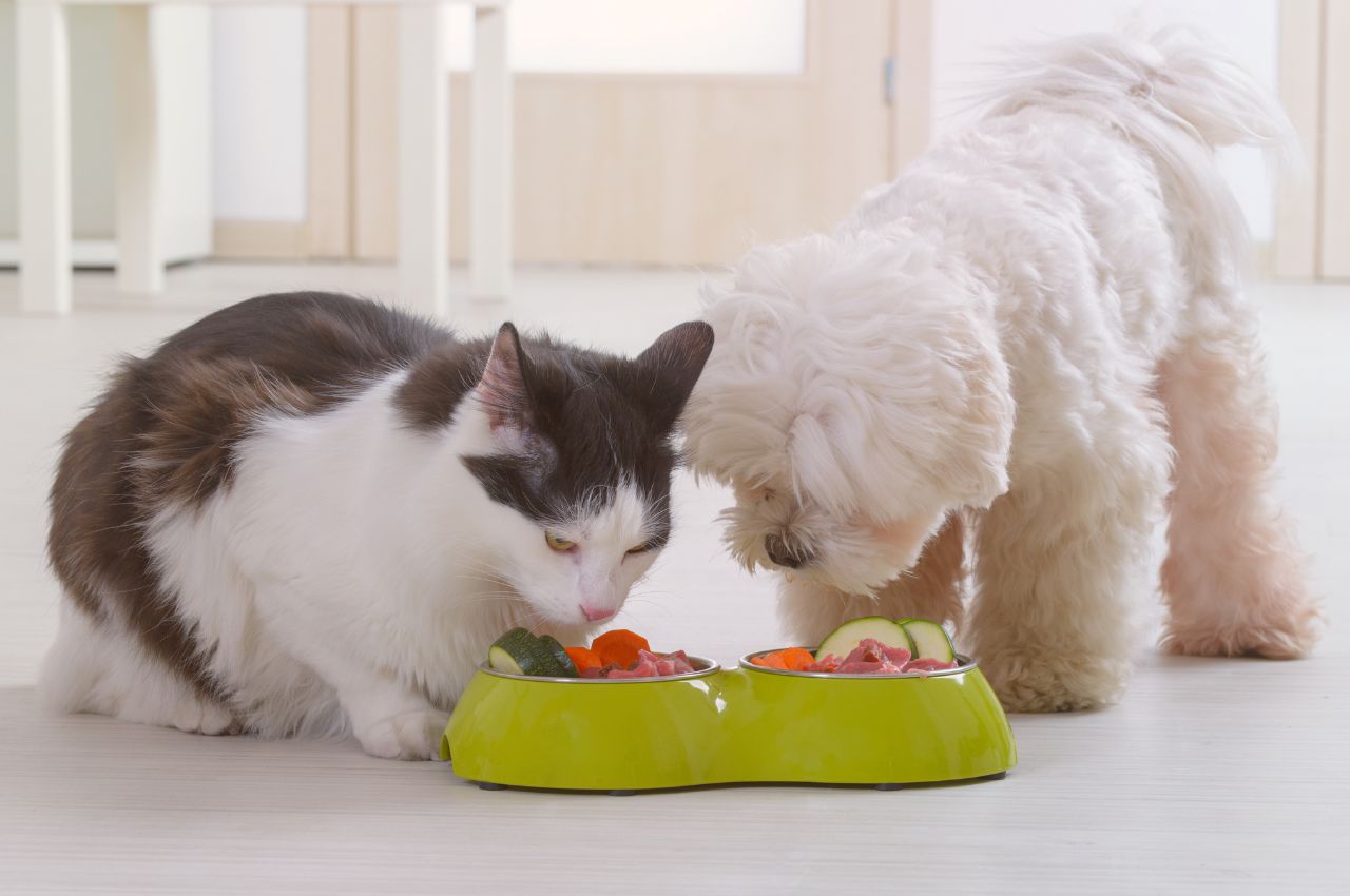 Homemade cat food for weight gain