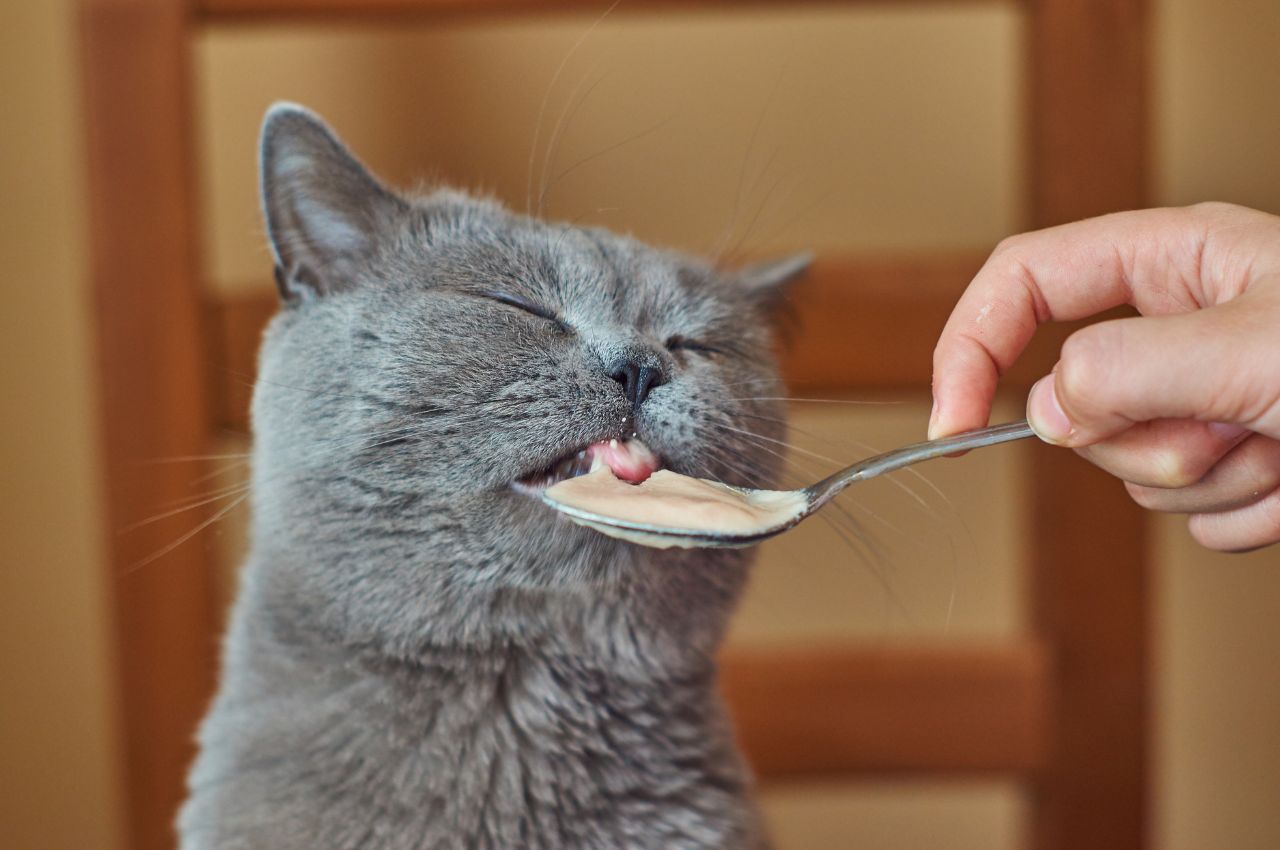 Safe human foods for underweight cats