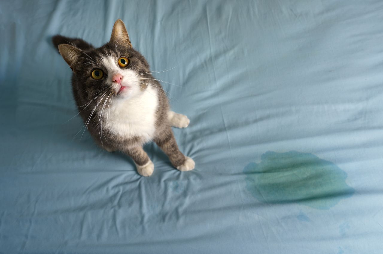 how to get cats to stop peeing