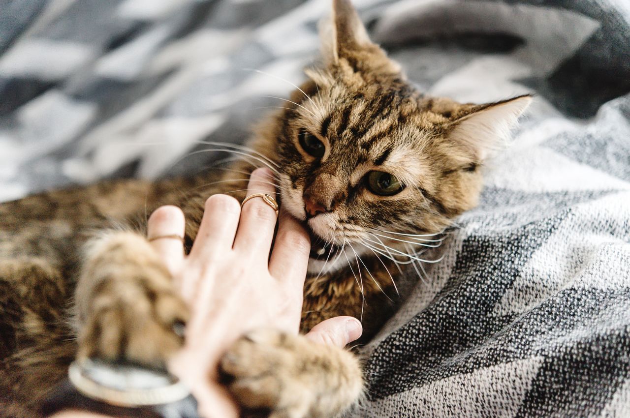 how to get a cat to stop biting