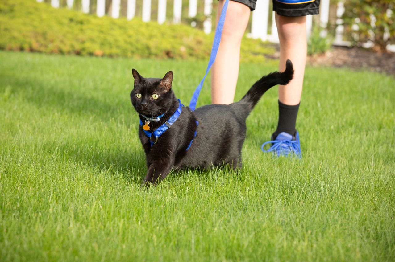 Leash Train a Cat