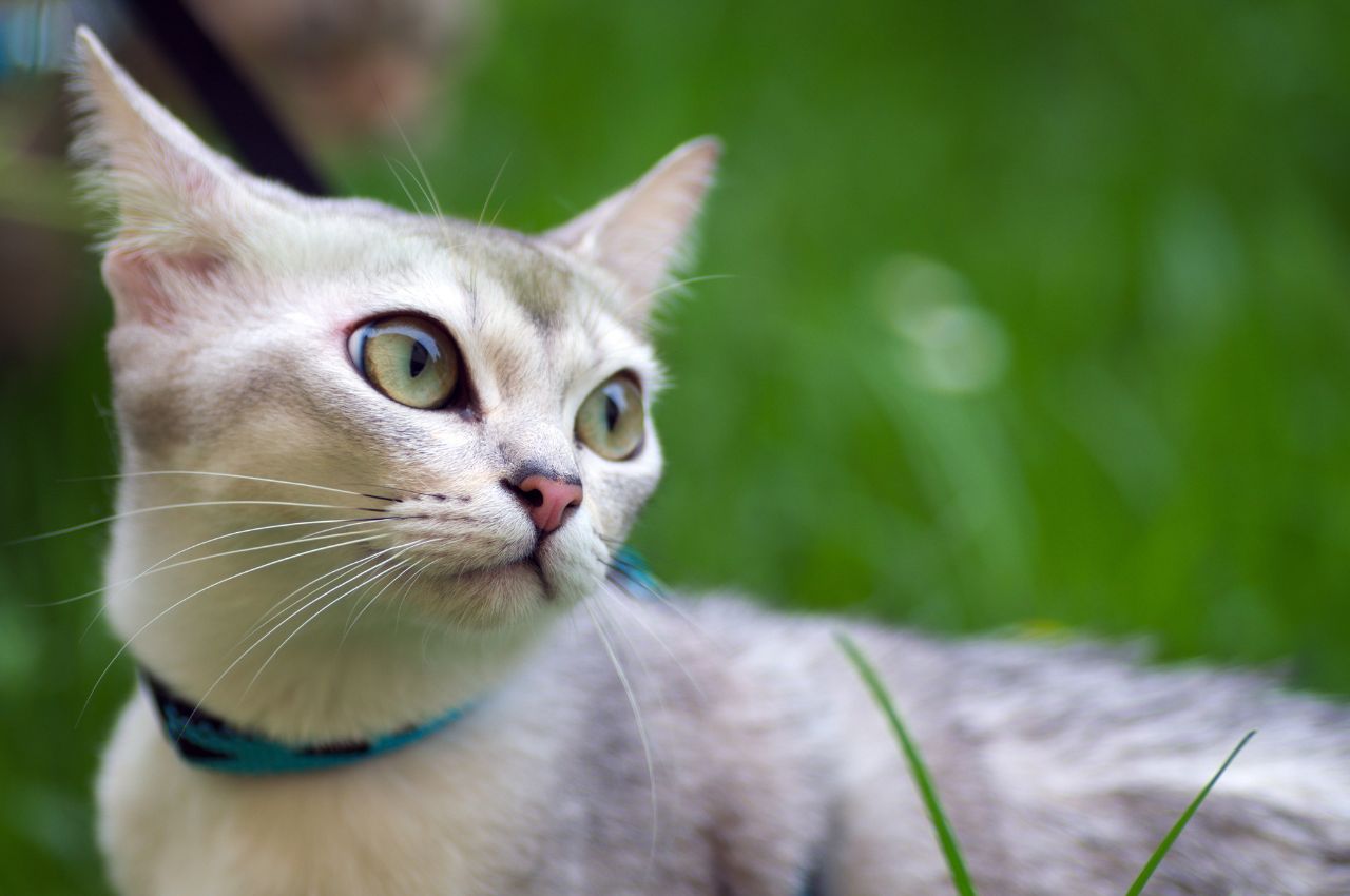 how to train a cat to behave
