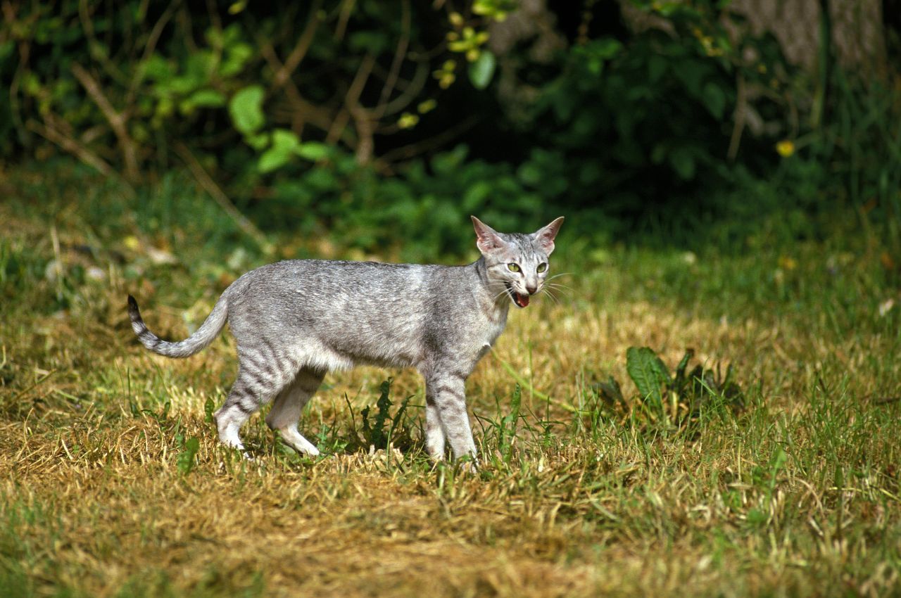 get your cat to stop meowing