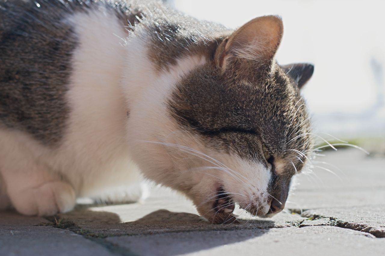 how to stop cat hairballs