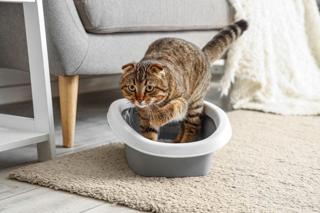 Cat toilet training techniques