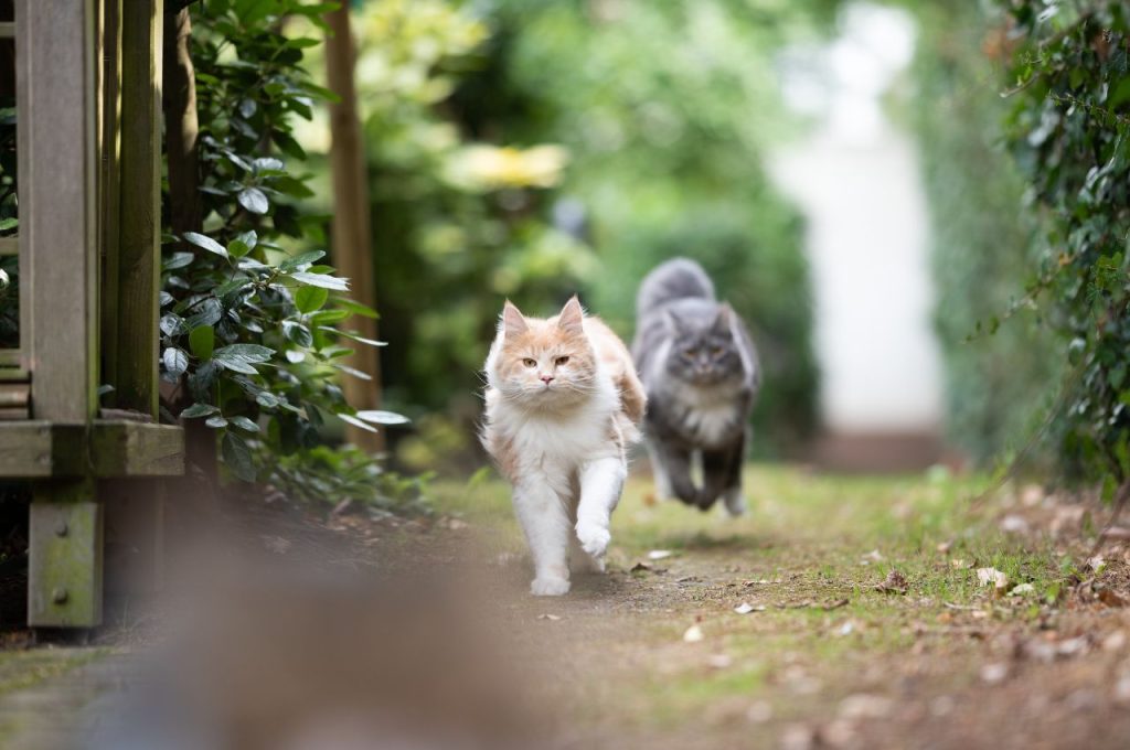 Cat aggression management techniques