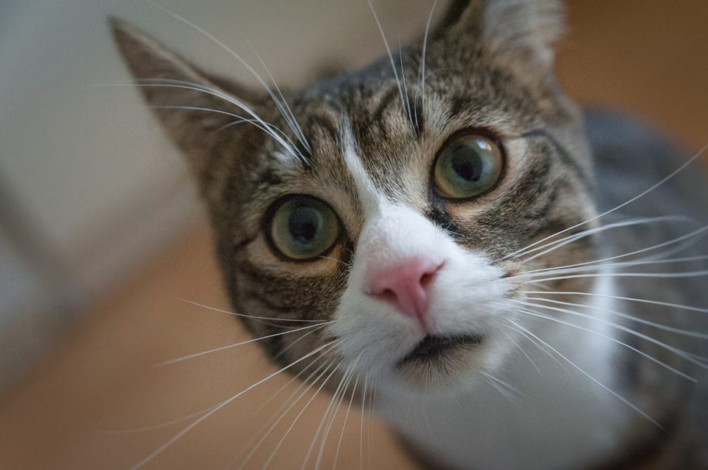 Teaching cats new behaviors and commands