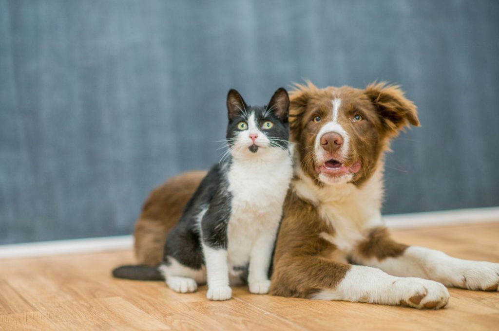 Introducing cats and dogs peacefully