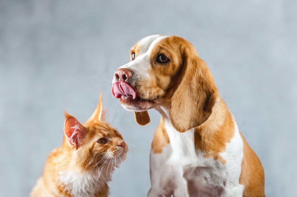 Training dogs to ignore cats