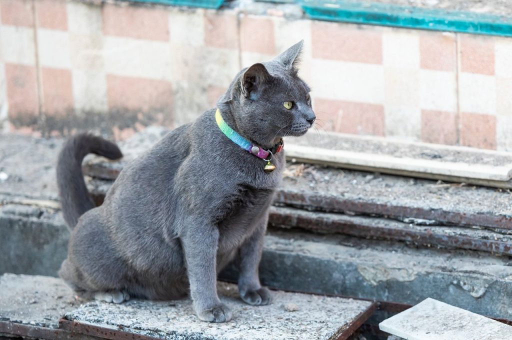 how to get cats to stop peeing