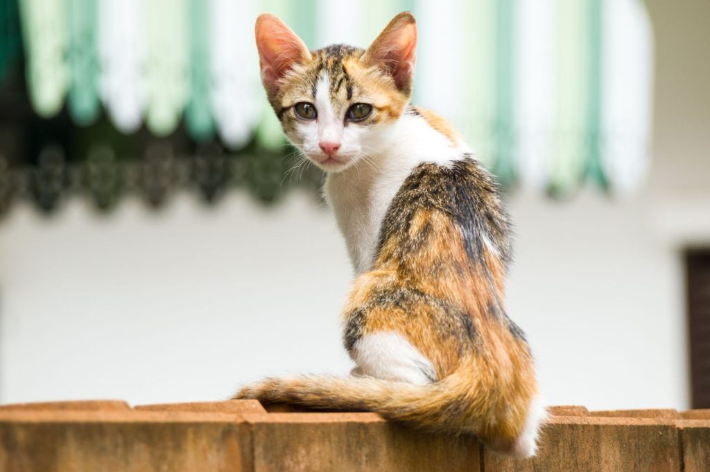 High-calorie cat foods