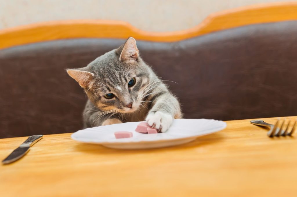 Protein-rich ingredients for homemade cat food