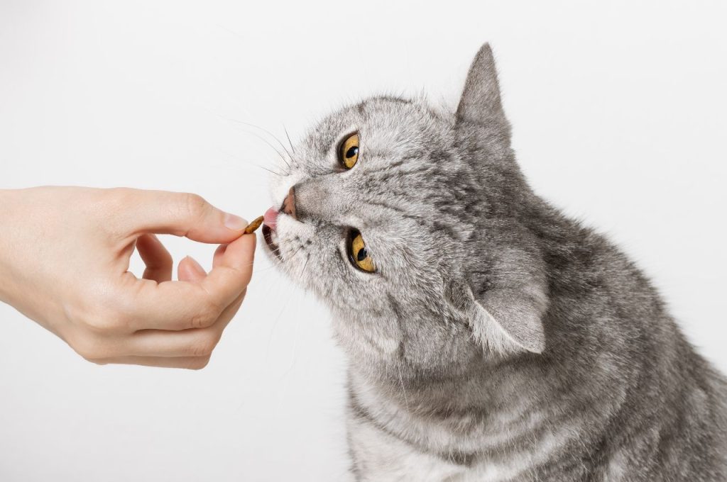 Homemade cat treats for weight gain
