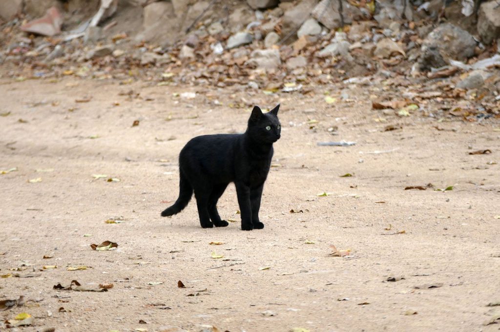 Searching techniques for lost cats