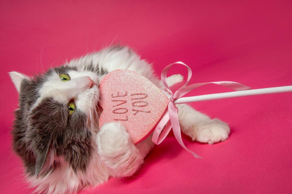 how to get a cat to stop biting