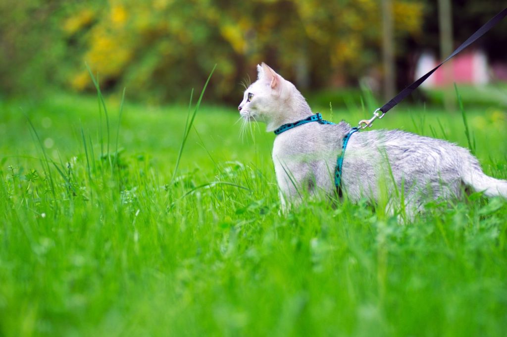 Leash Train a Cat