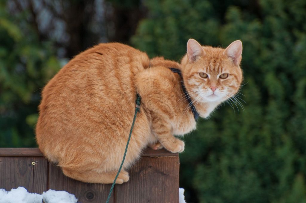 how to train a cat to behave