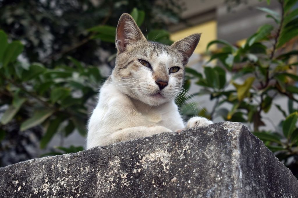 get your cat to stop meowing