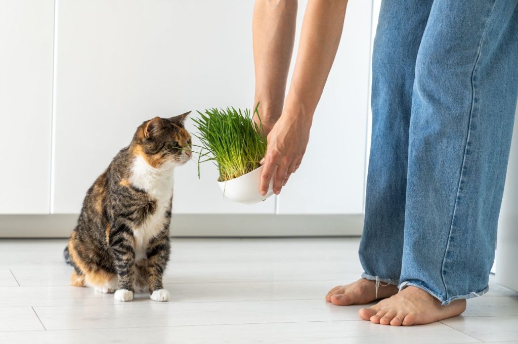 Reducing cat hairball formation