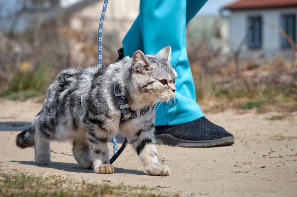 at leash walking tips
