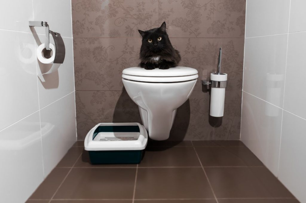 Cat toilet training techniques