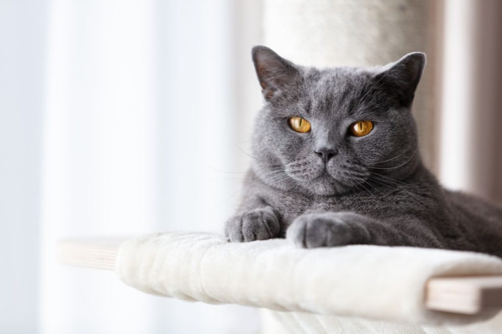 Teaching cats appropriate scratching surfaces