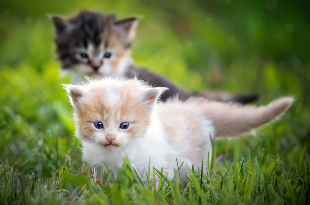Training cats for fun and entertainment
