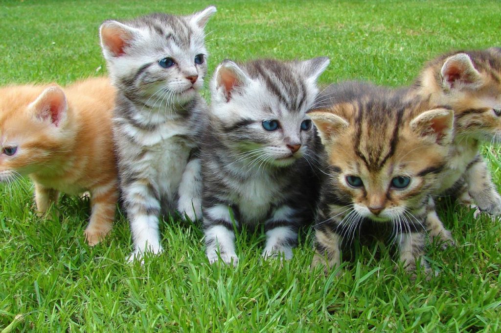 Cat behavior modification techniques