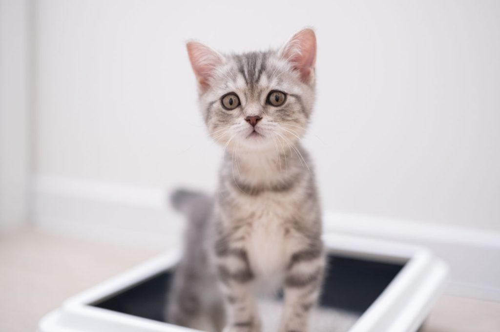 Correcting cat spraying habits on clothes