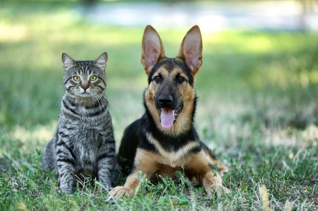 Creating a safe space for cat-dog interactions