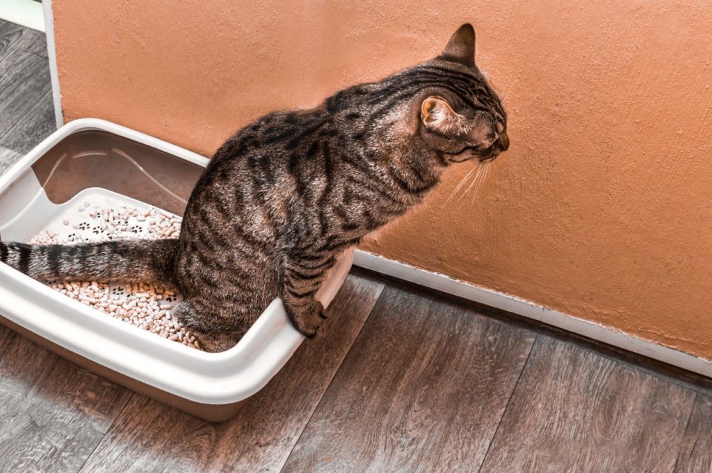 how to get cats to stop peeing