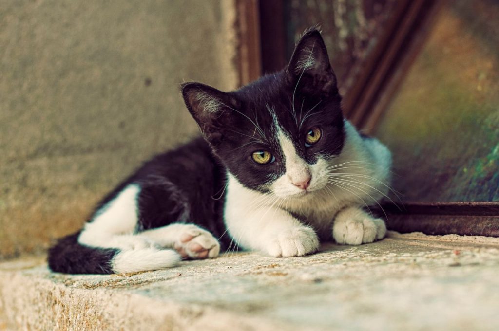 Nutritional supplements for underweight cats