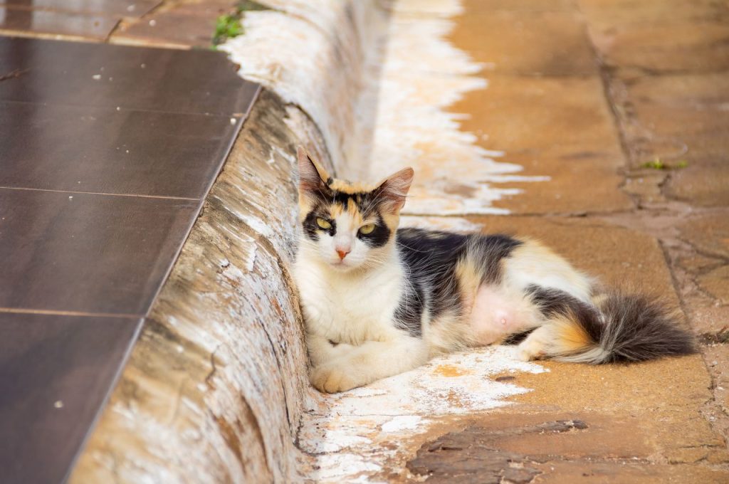 Community resources for finding lost cats
