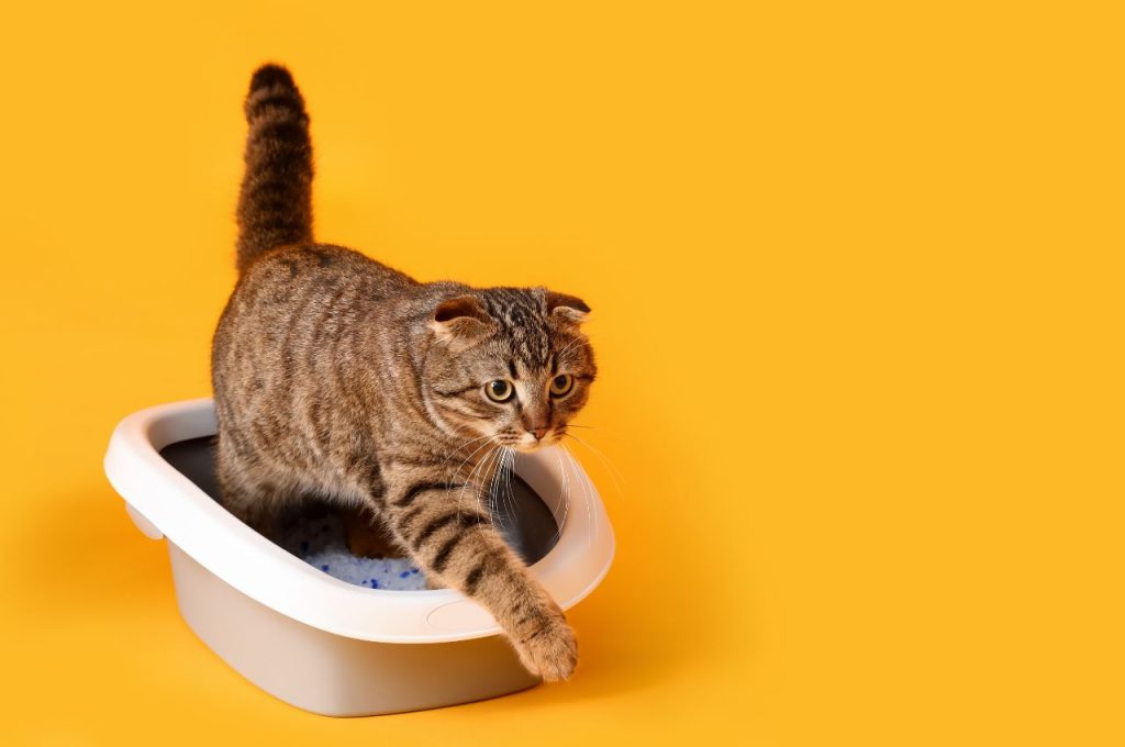 how to toilet train a cat
