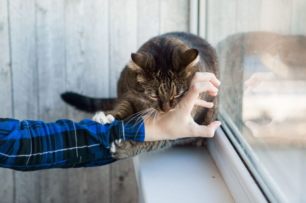 how to get a cat to stop biting