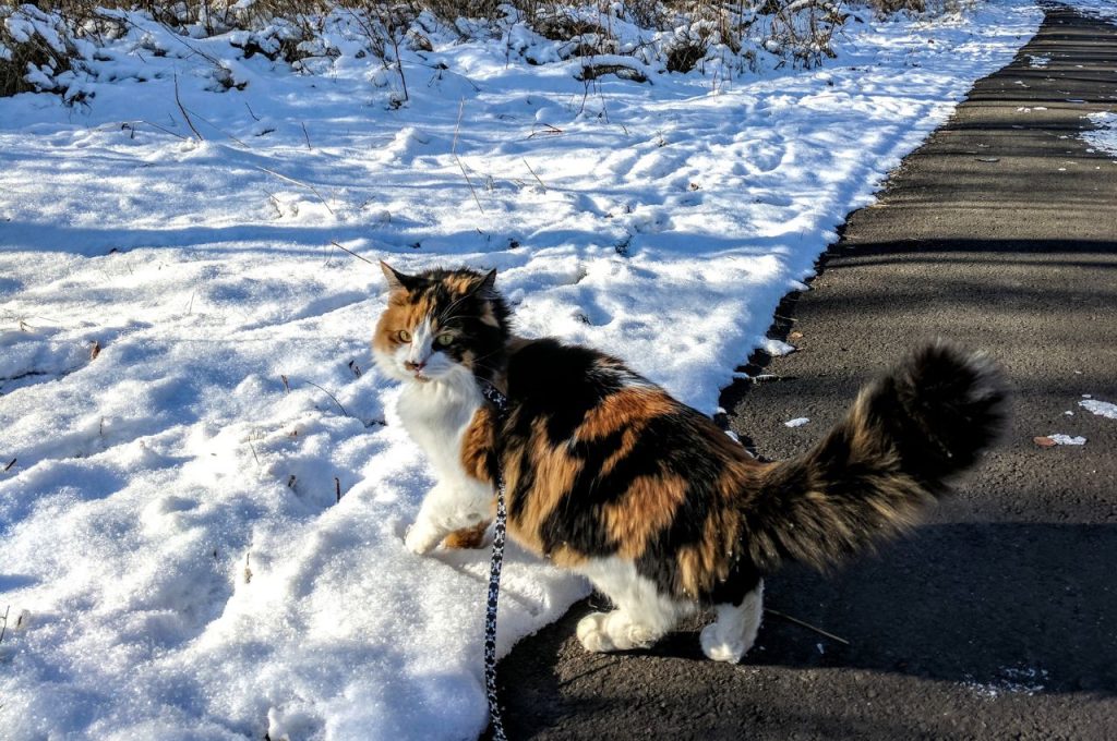 Leash Train a Cat