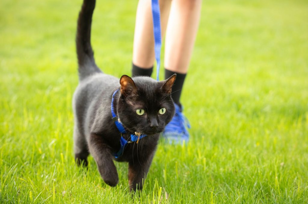 how to train a cat to behave