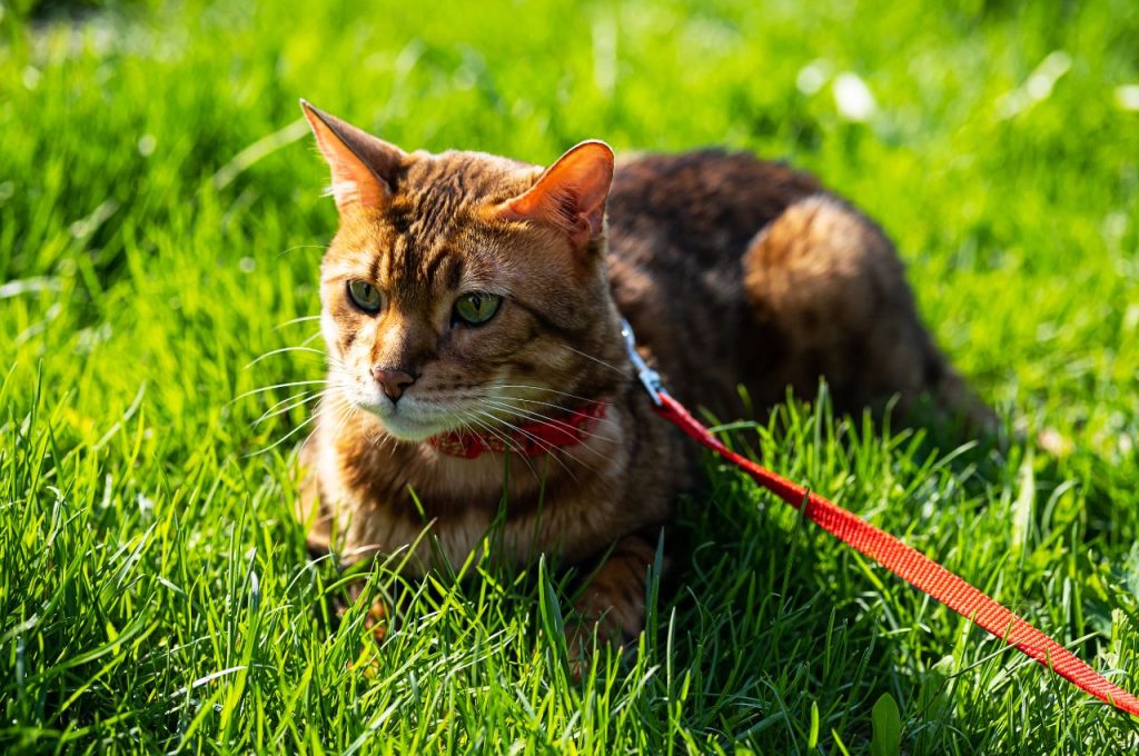 Leash training for cats